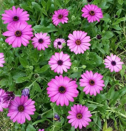 Bed & Breakfast Il Melangolo Sant'Antìoco