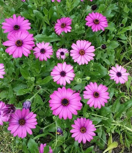 Bed & Breakfast Il Melangolo Sant'Antioco